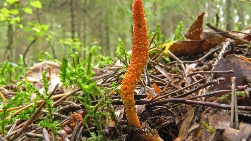 Thực hư việc đông trùng hạ thảo chữa bệnh ung thư 2