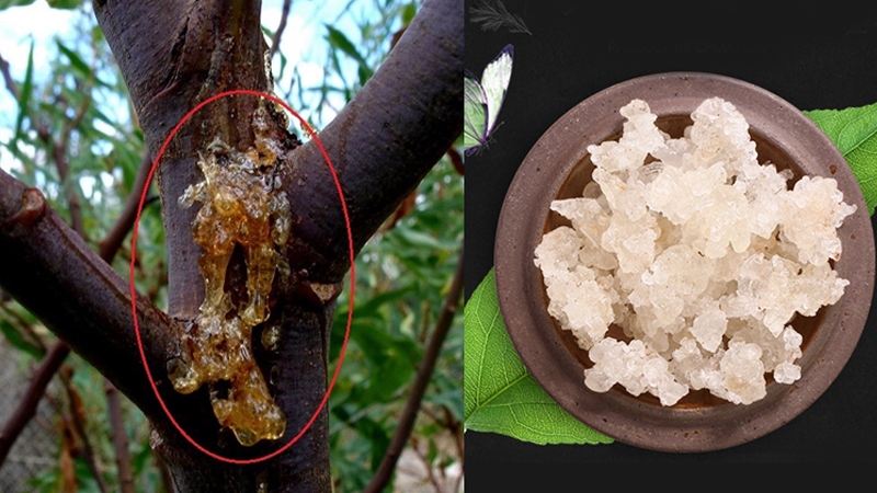 Thực phẩm giàu dinh dưỡng: Tuyết yến là gì?1