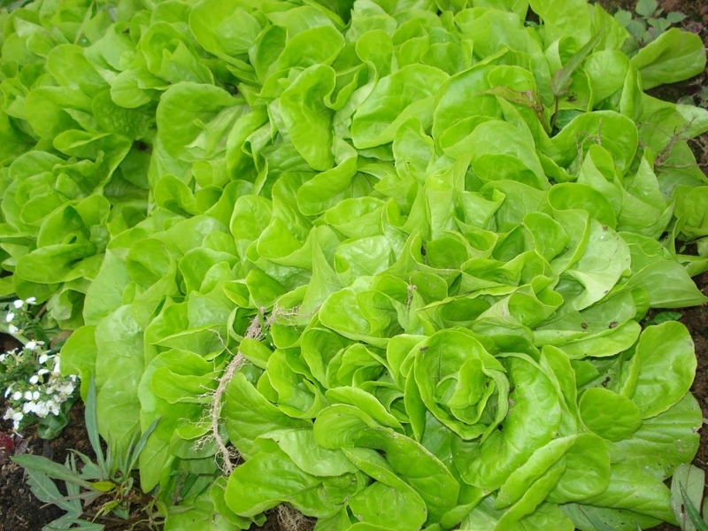 Mách bạn 7 thực phẩm giúp tăng khả năng thụ thai