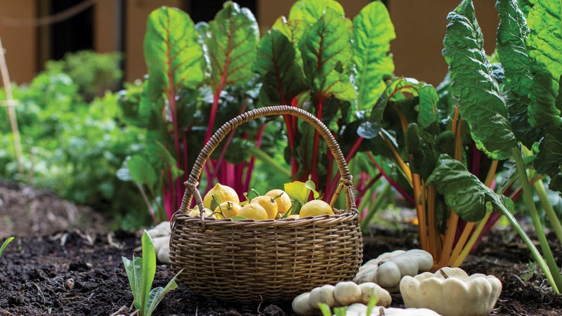 Thực phẩm sạch và những điều cần phải biết 5