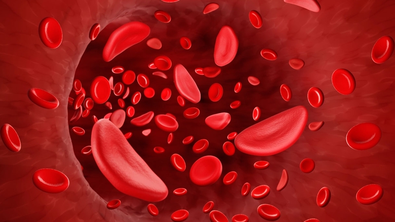 Thuốc bổ máu cho bệnh nhân ung thư có cần thiết? Dinh dưỡng cho người bệnh ung thư 2