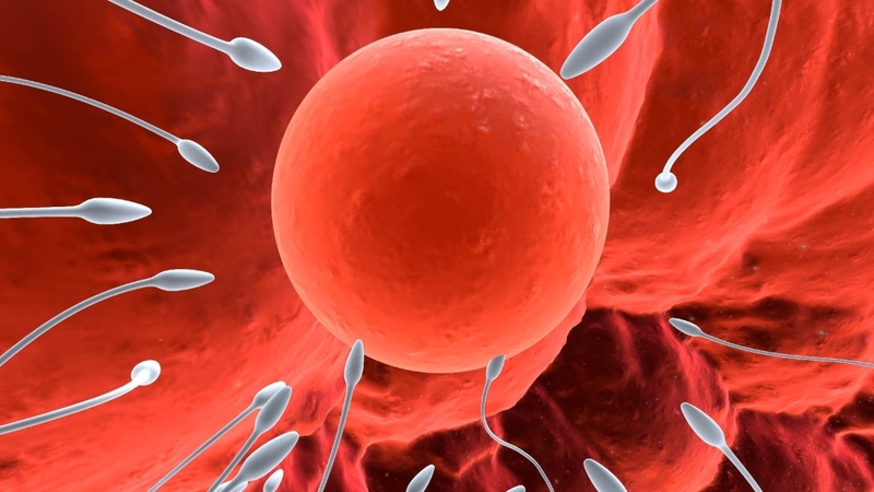 Thuốc bổ trứng: Giải pháp tối ưu cho sức khỏe sinh sản nữ giới 2