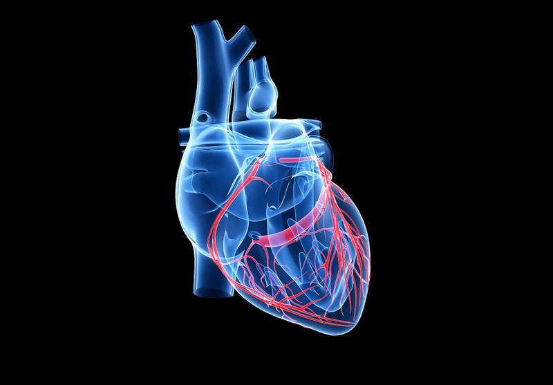 Thuốc chẹn kênh kali: Cơ chế hoạt động, tác dụng và tác dụng không mong muốn  2