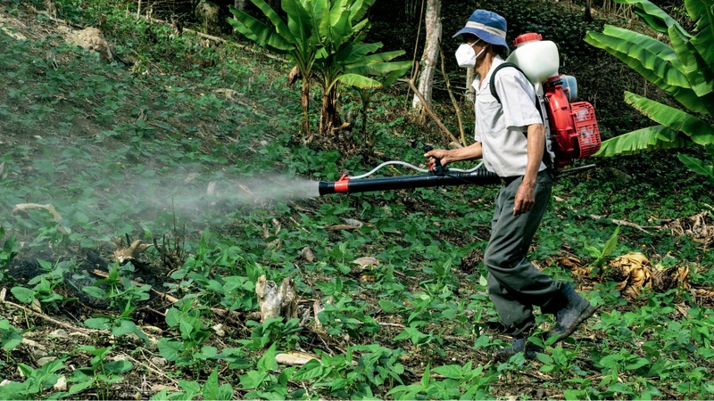 Thuốc diệt cỏ sinh học có độc không được nhiều người dân quan tâm