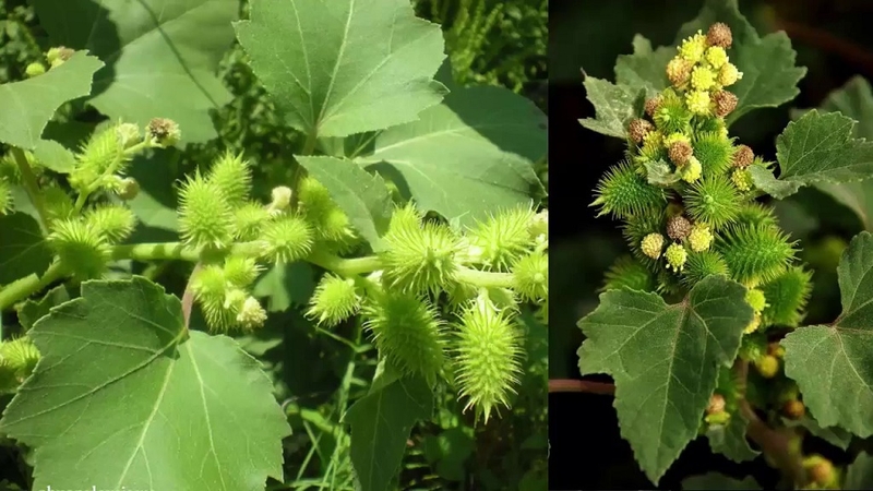 Thuốc đông y chữa bệnh viêm mũi dị ứng hiệu quả 1