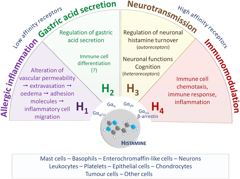 Thuốc kháng histamin là gì? Thuốc có tác dụng phụ nghiêm trọng không? 3