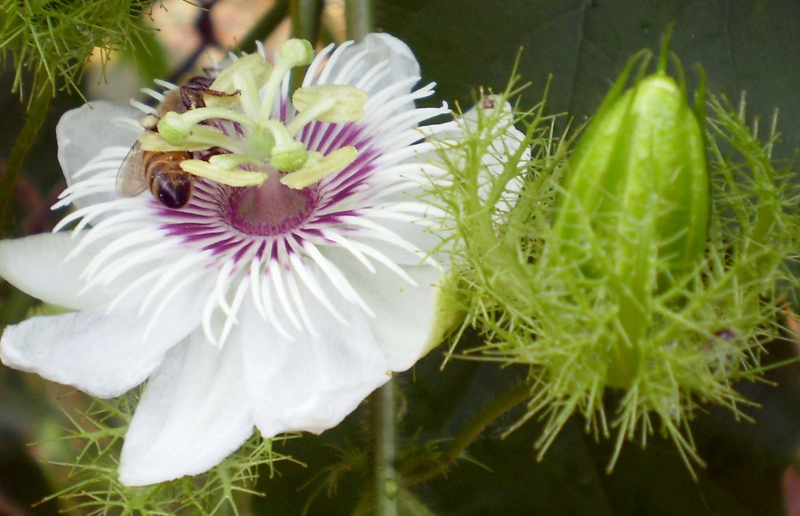 6 loại thuốc ngủ tự nhiên an toàn được các bác sĩ khuyên dùng 3