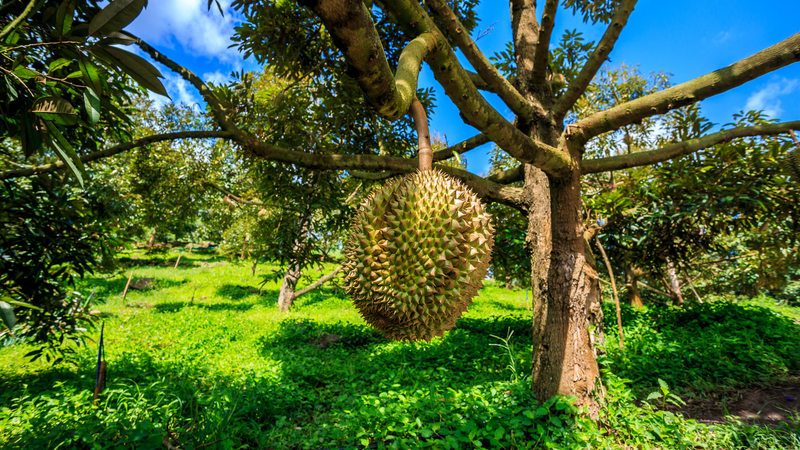 Sầu riêng là loại trái cây được nhiều người yêu thích