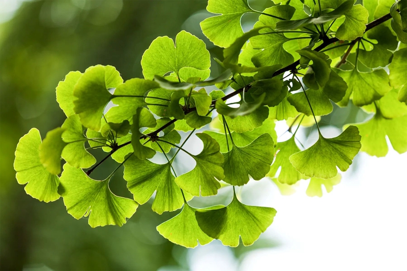 Thuốc trị mất ngủ Ginkgo Biloba có tốt không tùy theo nguyên nhân ảnh hưởng đến giấc ngủ