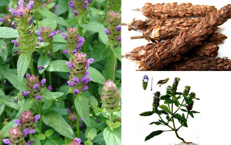 Thuốc trị mụn Đông y có an toàn và hiệu quả không?  3