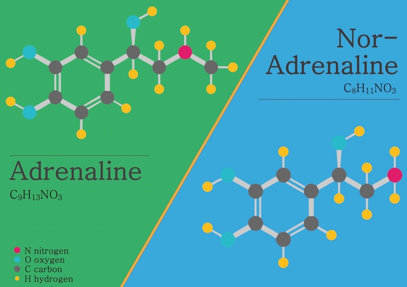 Thuốc vận mạch trong điều trị choáng hiệu quả -2