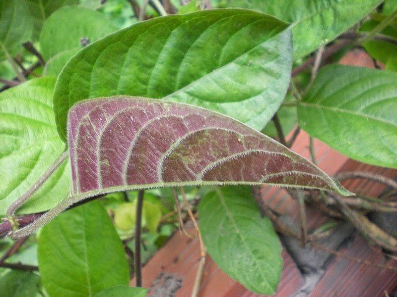 Tự làm bài thuốc viêm đại tràng cho phụ nữ mang thai ngay tại nhà 2