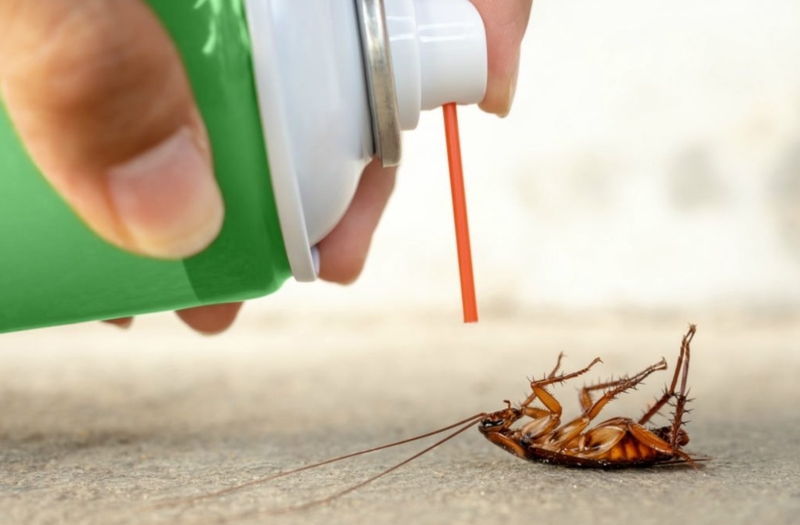 Thuốc xịt gián có độc không? Nên làm gì khi ngộ độc thuốc xịt gián? 1