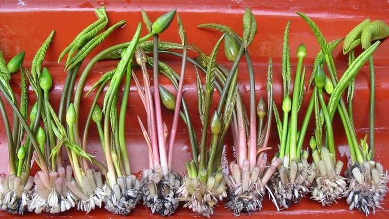 Các bài thuốc yếu sinh lý được nhiều bệnh nhân tin dùng 2