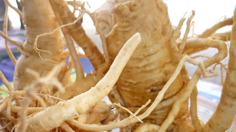 Thương lục: Đừng nên nhầm lẫn với Nhân sâm2