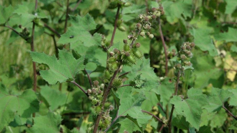 Thương nhĩ tử 1