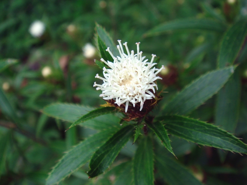 Thương truật có tác dụng gì với sức khỏe con người?