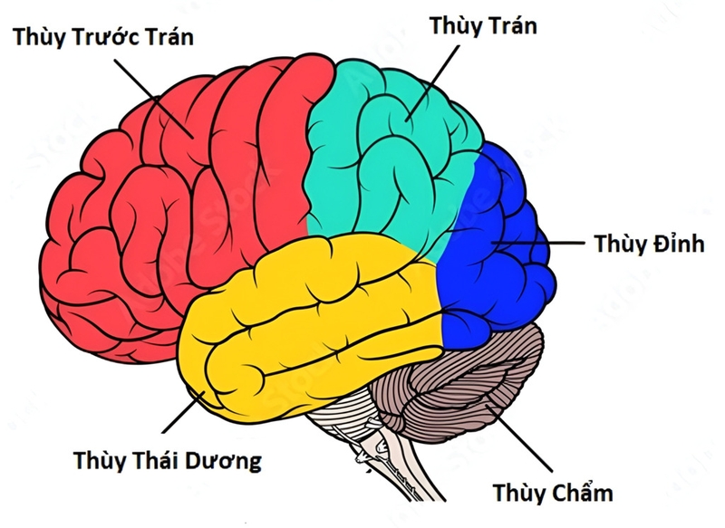 Thùy chẩm: Khái niệm, vị trí, chức năng và những bệnh lý liên quan 1