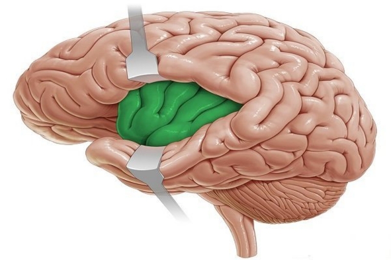 Thùy đảo là gì? Cấu trúc và chức năng của thùy đảo đối với con người 1