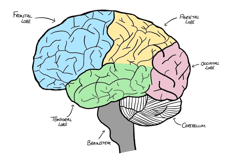 Thùy đỉnh có chức năng gì? Biểu hiện tổn thương thùy đỉnh người bệnh nên biết 2