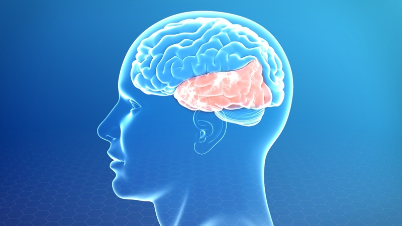 Thuỳ thái dương có chức năng gì trong hệ thống não bộ? 1