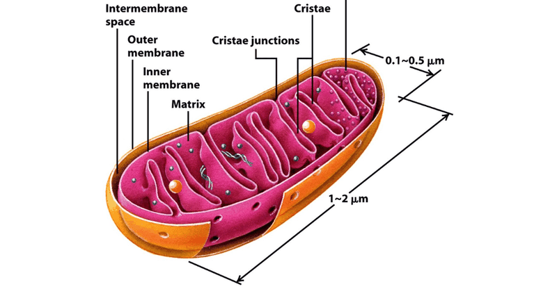 ti-the-la-gi-nhung-benh-ly-lien-quan-den-ti-the 2.png