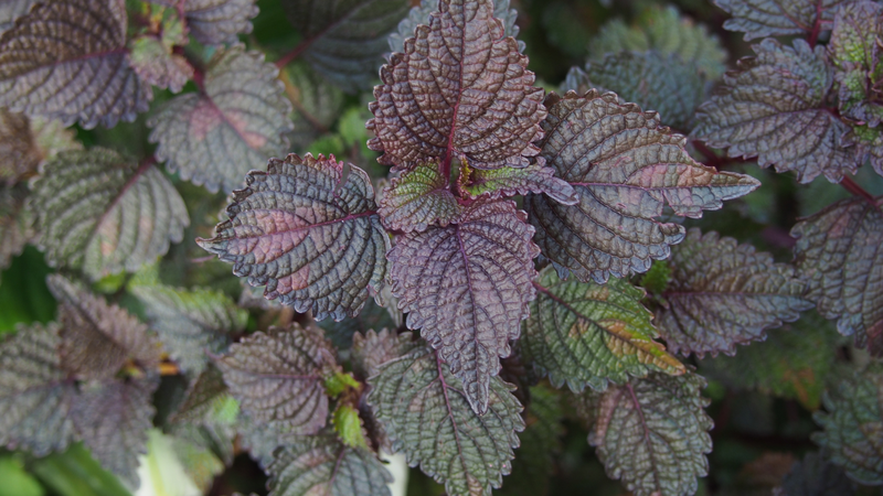 Tía tô kỵ với gì? Những lưu ý quan trọng khi ăn tía tô 5