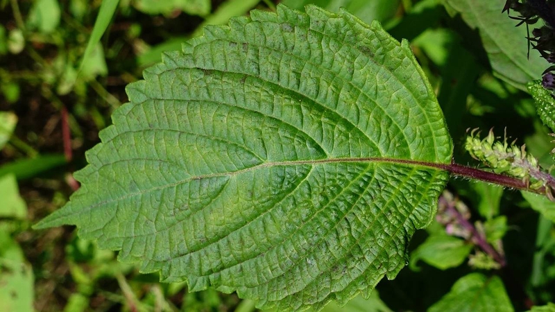 Tía tô xanh có tác dụng hỗ trợ tiêu hóa, giải cảm và chăm sóc làn da