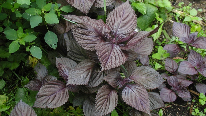 Tía tô xanh và tía tô đỏ loại nào tốt hơn sẽ tùy mục đích sử dụng