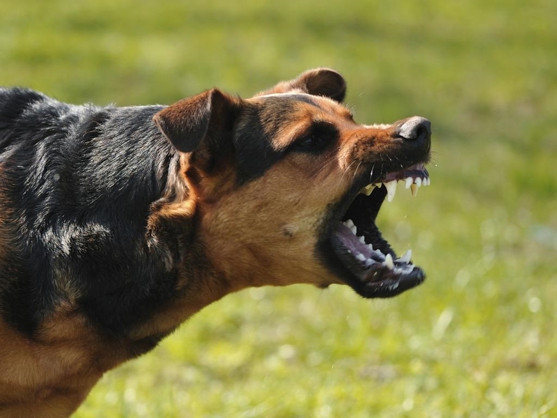 tiêm phòng dại cho người có tác dụng bao lâu 1