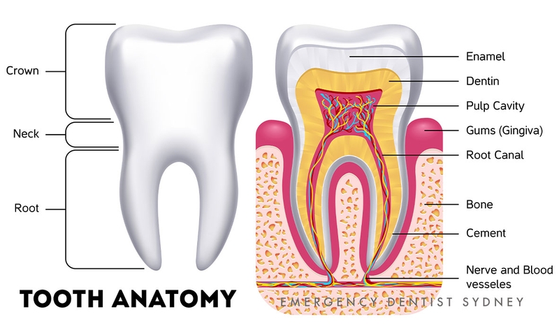 Tiêu chân răng là gì? Phân loại tiêu xương chân răng 1
