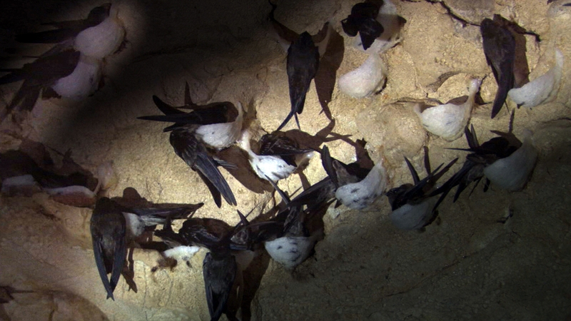 Tiêu chảy ăn yến được không?2