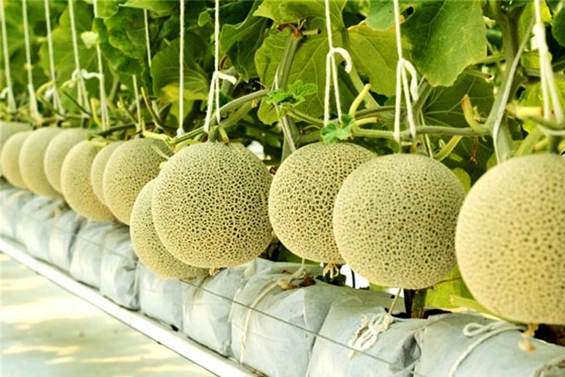 Bị tiểu đường thai kỳ ăn dưa lưới được không