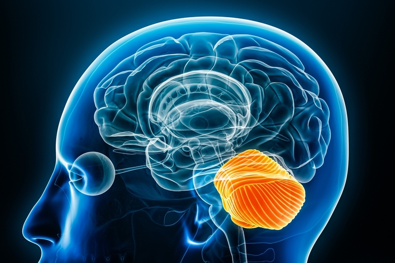 Tiểu não có vai trò gì? Cách phòng ngừa bệnh lý tiểu não 1