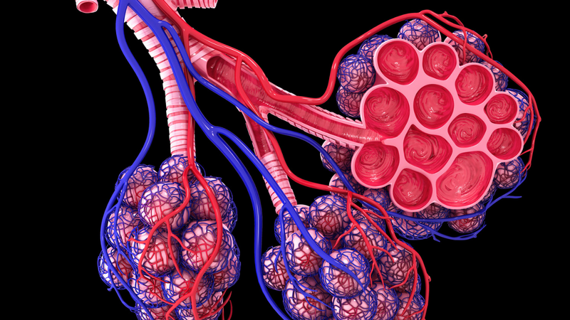 Tiểu phế quản là gì? Vai trò trong hệ hô hấp 2