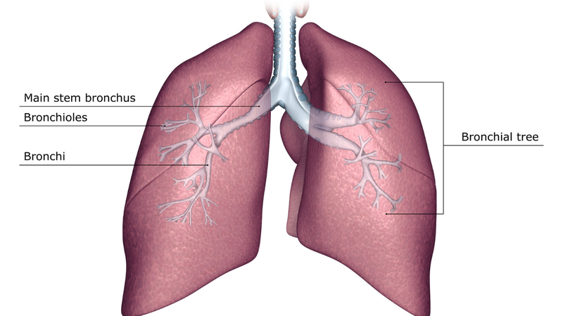 Tiểu phế quản là gì? Vai trò trong hệ hô hấp 4