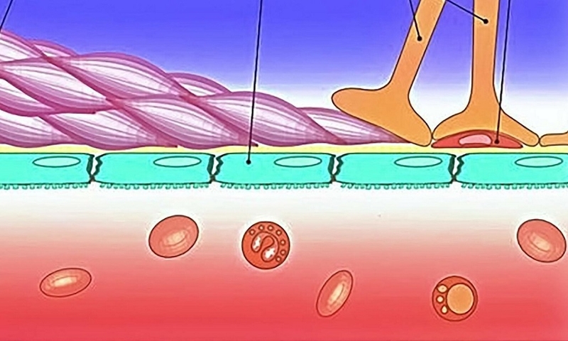 Tìm hiểu BBB là gì? Cấu tạo, vai trò và biện pháp vượt qua BBB như thế nào? 2