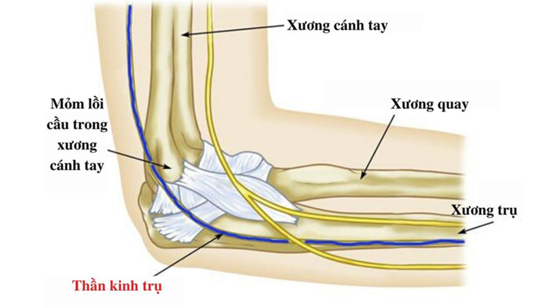 Tìm hiểu cấu tạo khuỷu tay và các vấn đề thường gặp ở khuỷu tay2
