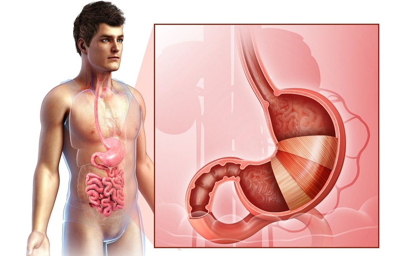 Tìm hiểu dạ dày có mấy lớp? Cấu tạo và chức năng quan trọng của dạ dày 1