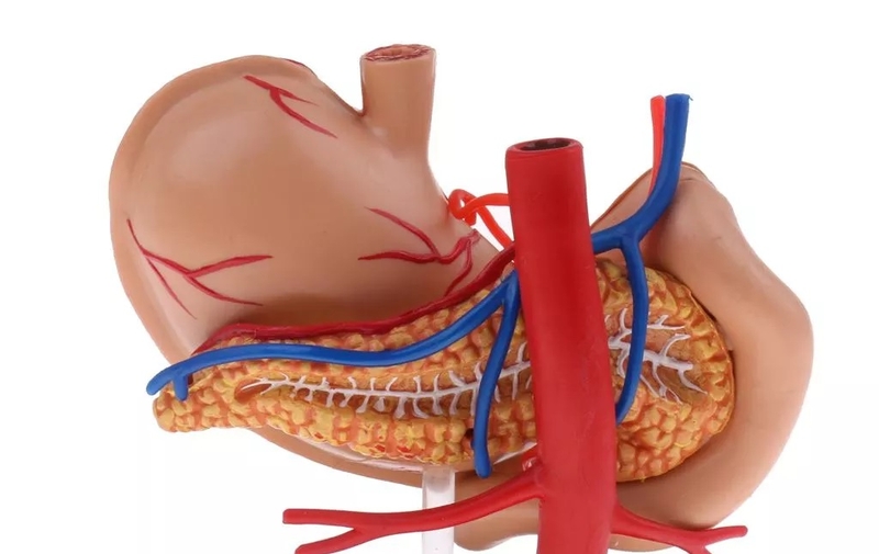 Tìm hiểu dạ dày có mấy lớp? Cấu tạo và chức năng quan trọng của dạ dày 3