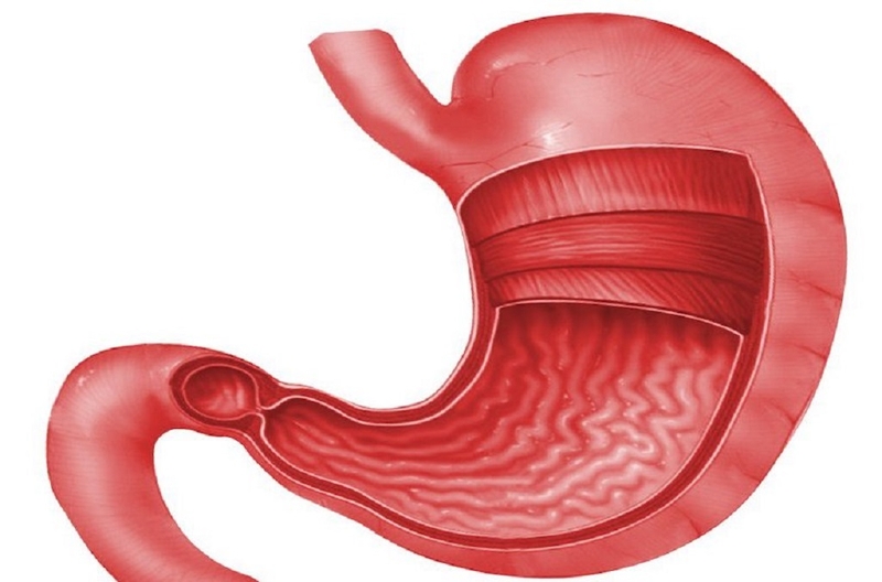 Tìm hiểu dạ dày có mấy lớp? Cấu tạo và chức năng quan trọng của dạ dày 4