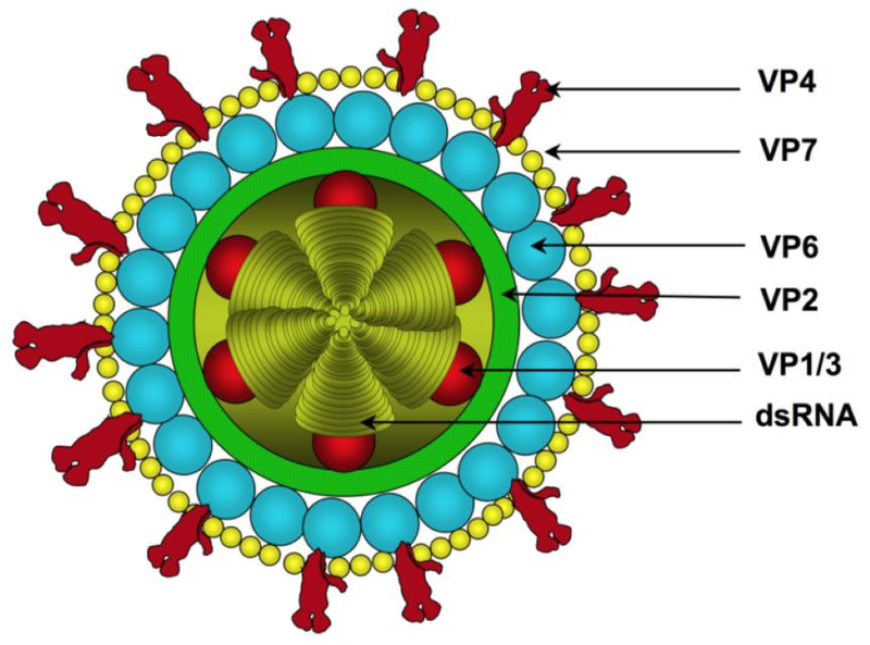 Tìm hiểu: Đặc điểm virus Rota gây tiêu chảy 3