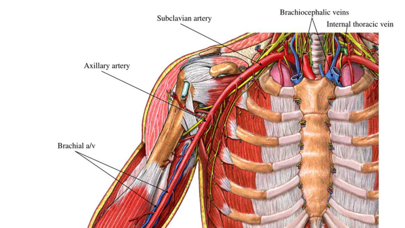 Tìm hiểu động mạch dưới đòn phải lạc chỗ 1