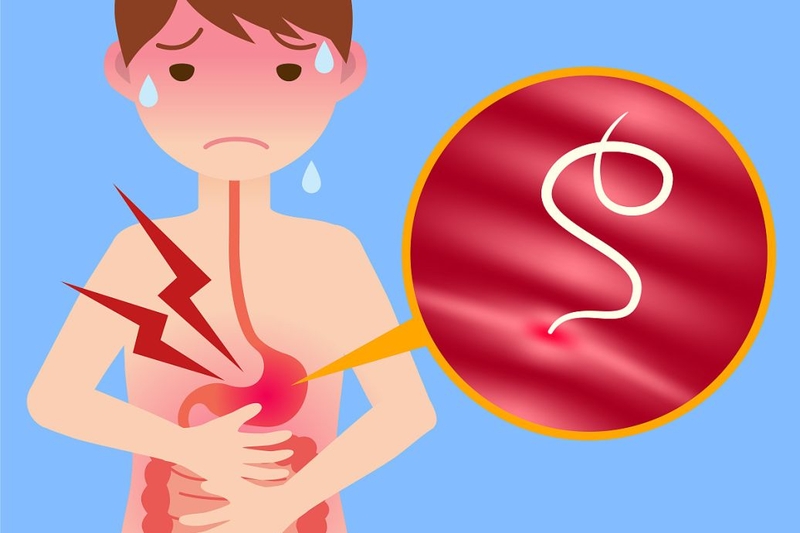 Tìm hiểu giun móc câu kí sinh ở đâu ? 2