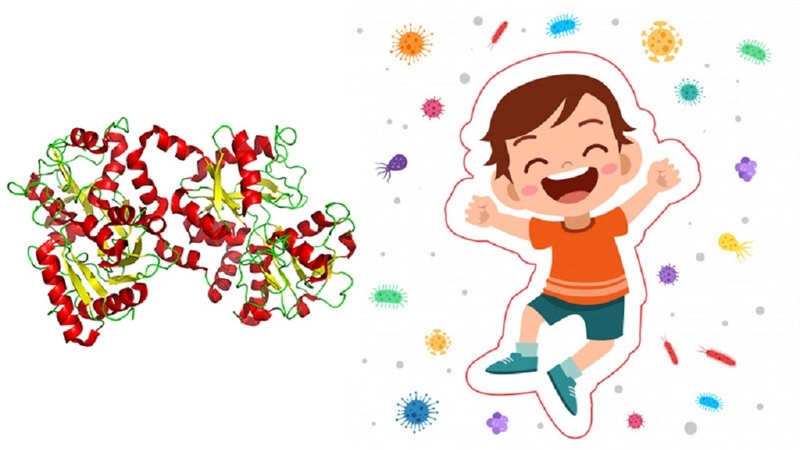 Tìm hiểu Lactoferrin là gì? Vai trò của Lactoferrin đối với hệ thống miễn dịch 3