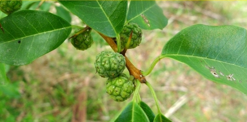 Tìm hiểu một số cây thuốc nam trị ho ra máu hiệu quả trong dân gian 2