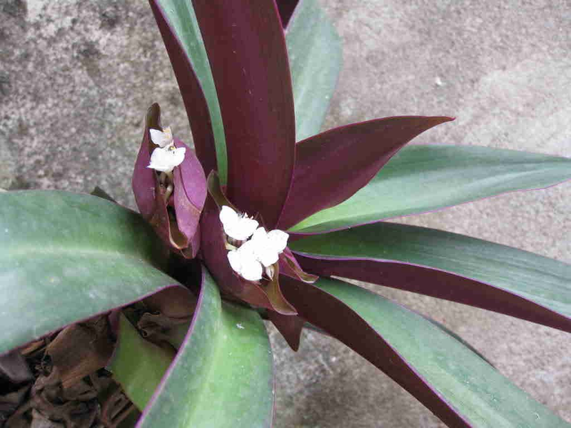 Tìm hiểu một số cây thuốc nam trị ho ra máu hiệu quả trong dân gian 3