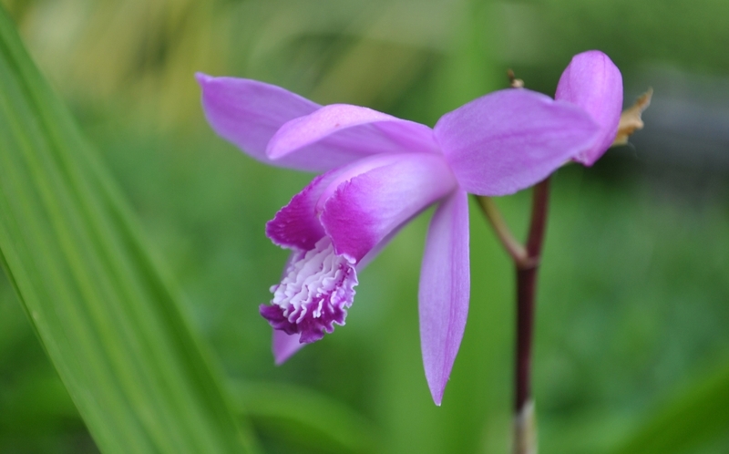 Tìm hiểu một số cây thuốc nam trị ho ra máu hiệu quả trong dân gian 4