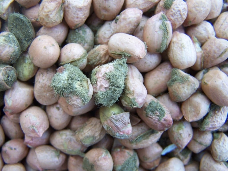 Tìm hiểu nấm Aflatoxin là gì? Những biện pháp ngăn ngừa độc tố Aflatoxin hiệu quả? 1