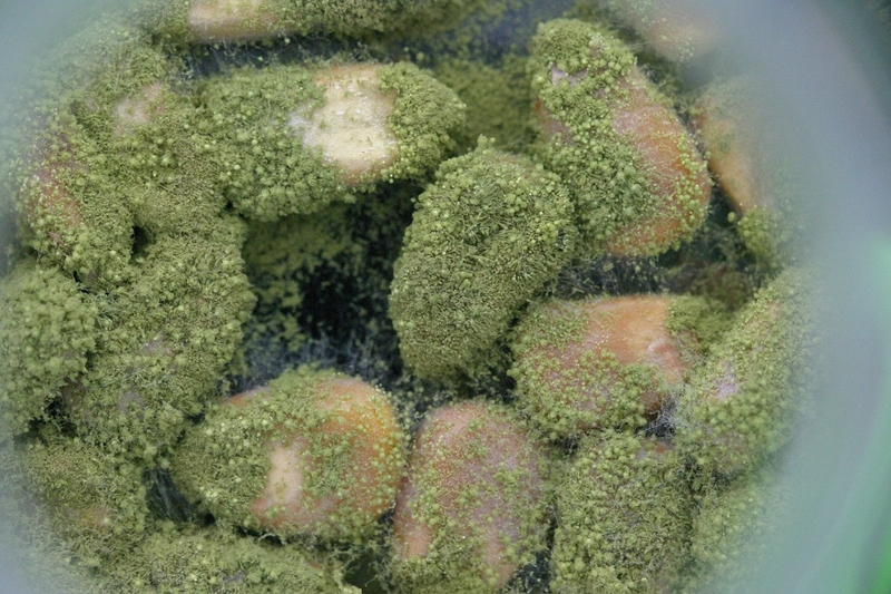 Tìm hiểu nấm Aflatoxin là gì? Những biện pháp ngăn ngừa độc tố Aflatoxin hiệu quả? 2